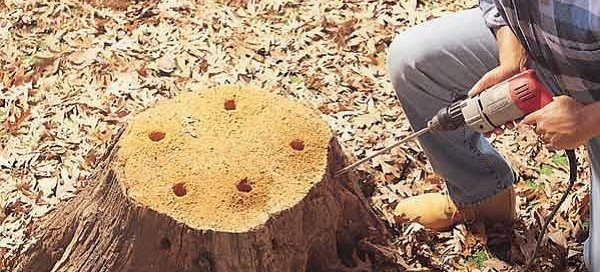 How To Remove A Tree Stump Naturally