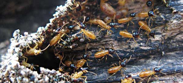 If you have a tree stump that's infested with termites, you need to act now.